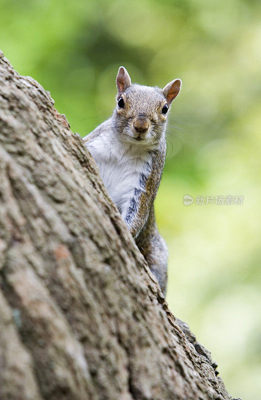 灰松鼠(Sciurus caroliniensis)